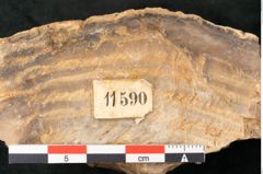 Foto (Detailansicht) von Plantae indet.  (NHMW-GEO-2024-0188-11590)